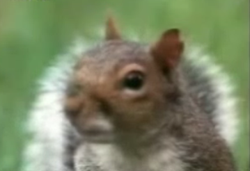 Operation Nuts: Squirrel Obstacle Course